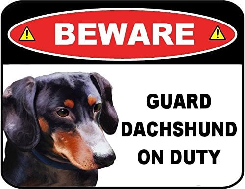 Beware Guard Dachshund (Black) on Duty (v1) 9 inch x 11.5 inch Laminated Dog Sign