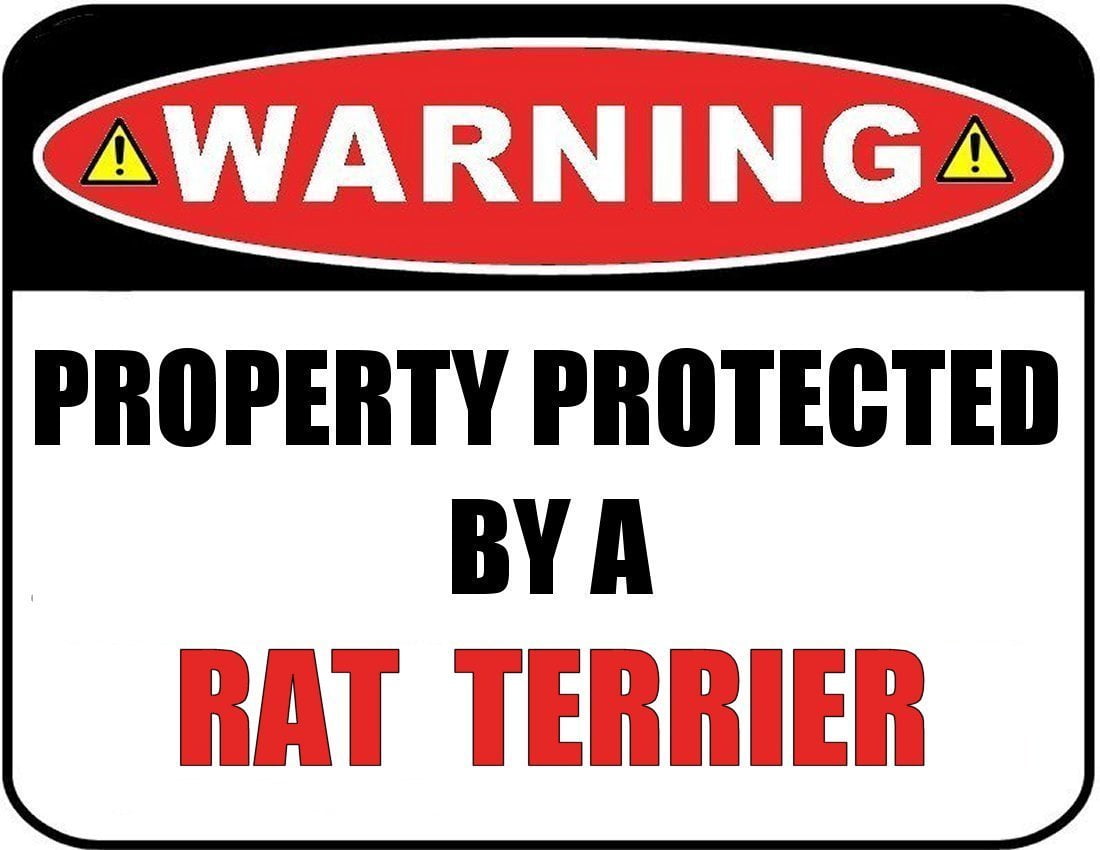 Warning Property Protected by a Rat Terrier 9 inch x 11.5 inch Laminated Dog Sign